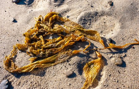Brown algae washed ashore during a storm, Santa Catalina Island, California