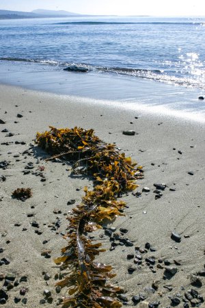 Algas marrones Macrocystis pyrifera arrastradas a tierra durante una tormenta, Isla Santa Catalina, California