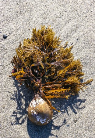 Stephanocystis osmundacea algas unidas por rizoides a una roca, arrastradas por una tormenta, Isla Santa Catalina, California