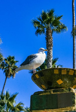 Large gull in front of a date palm at Avalon on Catalina Island in the Pacific Ocean, California