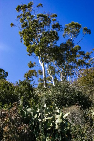 Eucalyptus, aloe and other plants against a blue sky on Catalina Island in the Pacific Ocean, California
