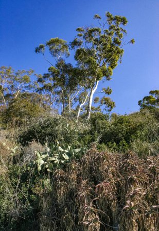 Eucalyptus, aloe and other plants against a blue sky on Catalina Island in the Pacific Ocean, California