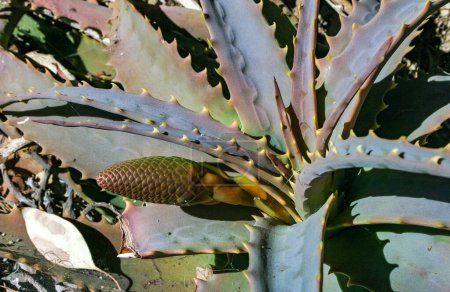 Junge Blütenstände einer sukkulenten Aloe-Pflanze in einem Beet in Avalon auf Catalina Island im Pazifik, Kalifornien