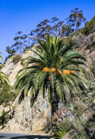 Phoenix canariensis - palmera datilera grande en la isla Catalina en el Océano Pacífico, California