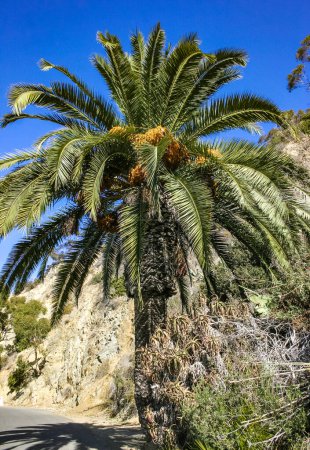 Phoenix canariensis - große Dattelpalme auf Catalina Island im Pazifik, Kalifornien