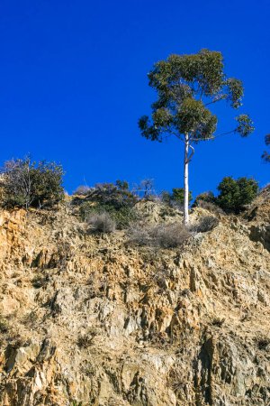 Eucalyptus and other plants against a blue sky on Catalina Island in the Pacific Ocean, California