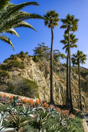 Grand palmier dattier (Phoenix canariensis) dans la ville d'Avalon sur l'île de Catalina dans l'océan Pacifique, Californie