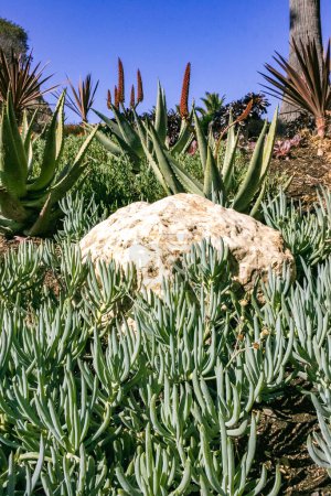 Senecio mandraliscae, planta suculenta cubierta de tierra en un macizo de flores en Avalon en la isla Catalina en el Océano Pacífico, California