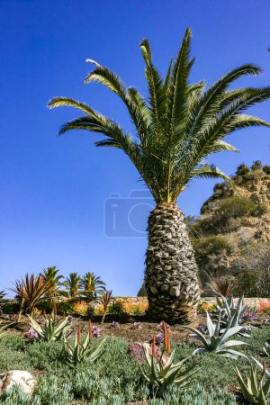 Phoenix canariensis - large date palm on Catalina Island in the Pacific Ocean, California