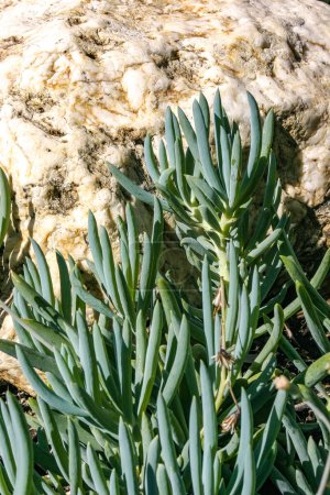 Foto de Senecio mandraliscae, planta suculenta cubierta de tierra en un macizo de flores en Avalon en la isla Catalina en el Océano Pacífico, California - Imagen libre de derechos