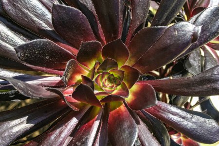 Aeonium arboreum - planta suculenta con hojas marrones suculentas, Isla Catalina en el Océano Pacífico, California