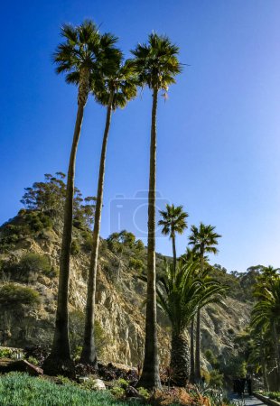 Grand palmier dattier (Phoenix canariensis) dans la ville d'Avalon sur l'île de Catalina dans l'océan Pacifique, Californie