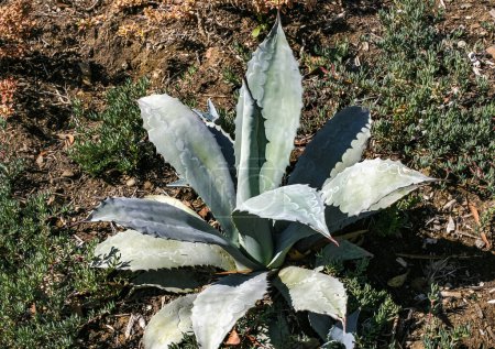 Agave with succulent leaves on a flowerbed in the interior of a casino on Catalina Island in the Pacific Ocean, California
