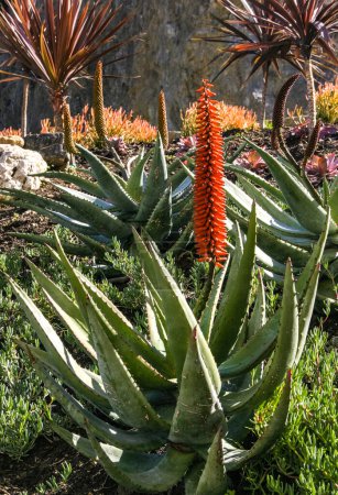 Blühende Pflanzen, Sukkulenten Aloe in einem Blumenbeet auf Catalina Island im Pazifik, Kalifornien