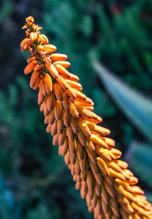 Aloe inflorescence with yellow tubular flowers in a flowerbed at Avalon on Catalina Island in the Pacific Ocean, California