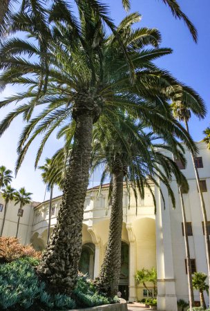 Phoenix canariensis - grand palmier dattier sur l'île Catalina dans l'océan Pacifique, Californie