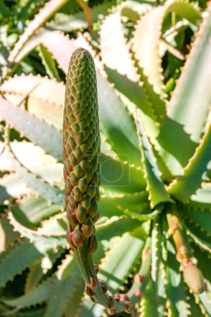 Inflorescencia joven de una planta suculenta de Aloe en un macizo de flores en Avalon en la isla Catalina en el Océano Pacífico, California
