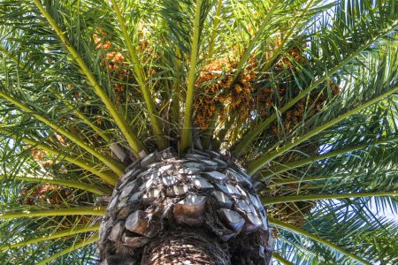 Phoenix canariensis - grand palmier dattier sur l'île Catalina dans l'océan Pacifique, Californie