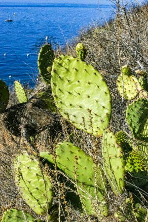 Opuntia-Kakteen an den Berghängen der Catalina-Insel im Pazifik, Kalifornien 
