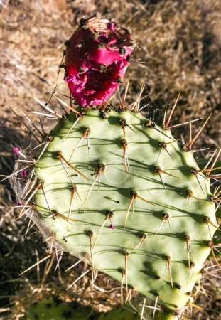 Fruta jugosa roja con semillas en el cactus de Opuntia de las montañas en la isla Catalina en el Pacífico, California 