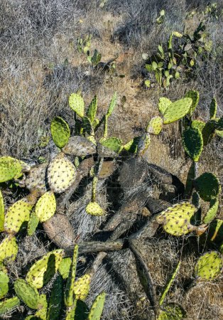 Opuntia cactus en las laderas de las montañas de la Isla Catalina en el Pacífico, California 