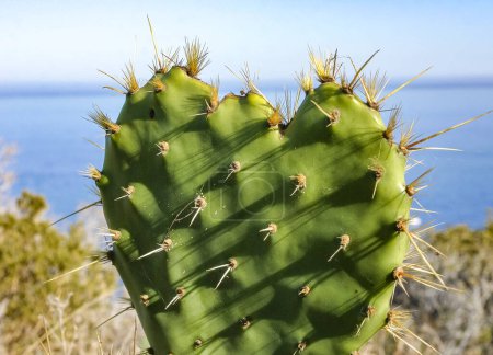 Flat, spiny stem of Opuntia spiny cactus on a mountain on Catalina Island in the Pacific Ocean, California