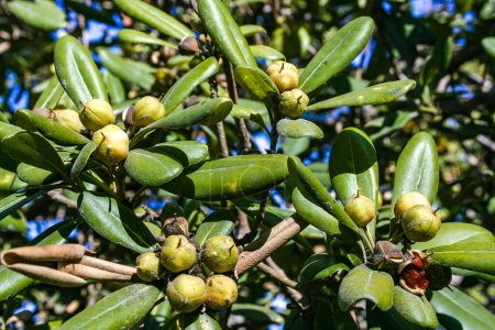 Pittosporum tobira - frutos amarillos entre hojas verdes en un árbol en la Isla Catalina en el Océano Pacífico, California