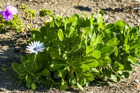 Osteospermum ecklonis - planta herbácea ornamental con flores en un macizo de flores en Avalon en la isla Catalina en el Océano Pacífico, California