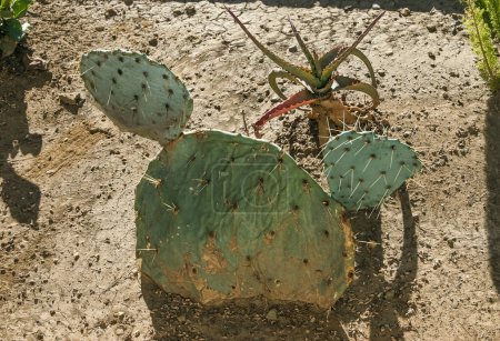 Téléchargez les photos : Tige plate et épineuse d'Opuntia spiny cactus dans un parterre de fleurs à Avalon, sur l'île Catalina, dans l'océan Pacifique, en Californie - en image libre de droit