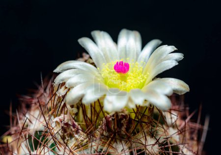 Pediocactus intertextus (Echinomastus intertextus) - white cactus flower with yellow stamens and crimson pistil in plant collection