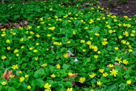 Lesser celandine or pilewort (Ficaria verna) - mass flowering in the spring plants in a garden, Odessa