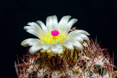 Pediocactus intertextus (Echinomastus intertextus) - white cactus flower with yellow stamens and crimson pistil in plant collection