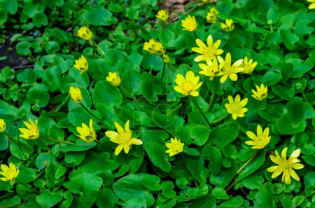 Menor celidonia o pilewort (Ficaria verna) - floración en masa en las plantas de primavera en un jardín, Odessa