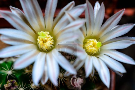 Blühender Kaktus mit langen Stacheln in einer botanischen Sammlung