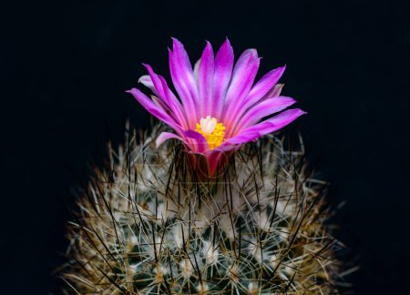 Thelocactus sp. - Nahaufnahme eines blühenden Kaktus mit langen Stacheln in einer botanischen Sammlung