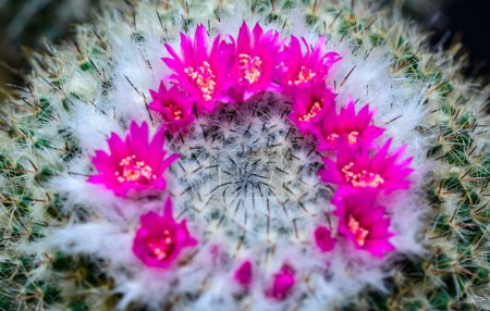 Mammillaria sp., primer plano de un cactus floreciendo con flores rosadas en primavera