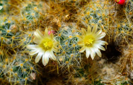 Texas nipple cactus (Mammillaria prolifera), blooming cactus with small yellow spines in a botanical collection