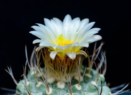 Strombocactus disciformis - cactus à fleurs blanches et étamines jaunes de la collection botanique