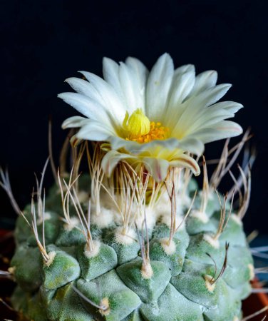 Strombocactus disciformis - cactus à fleurs blanches et étamines jaunes de la collection botanique