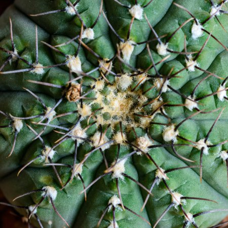 Téléchargez les photos : Gymnocalycium sp., Gros plan sur un cactus d'une collection botanique - en image libre de droit
