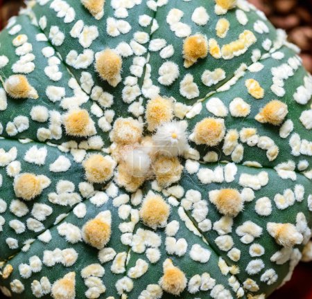 Cacti Astrophytum asterias cv. Super Kabuto, close-up of a hybrid plant from a botanical collection