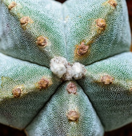 Cacti Astrophytum myriostigma - cactus sin espinas con arola blanca en la colección botánica
