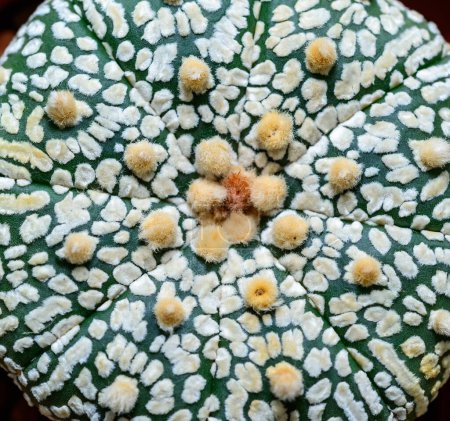Cactus Astrophytum asterias cv. Super Kabuto, gros plan d'une plante hybride issue d'une collection botanique