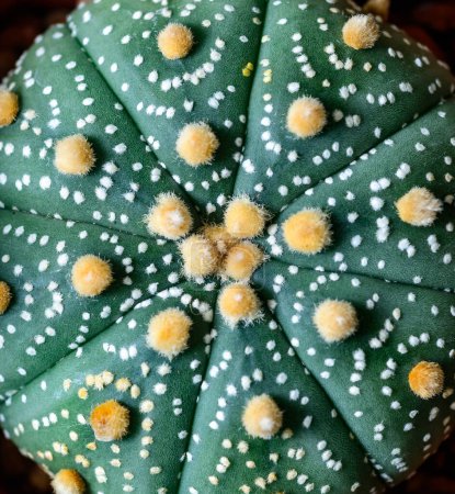 Cacti cultivar Astrophytum asterias, close-up of a hybrid plant from a botanical collection