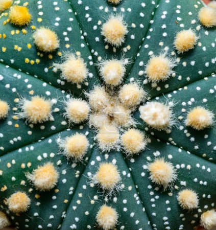 Kakteen kultivieren Astrophytum asterias, Nahaufnahme einer Hybridpflanze aus einer botanischen Sammlung