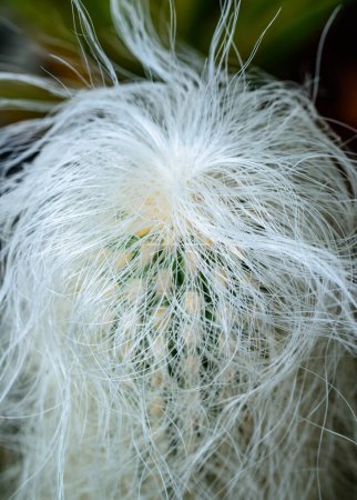 Oreocereus sp. - frost-resistant cactus with fluffy spines in the botanical collection