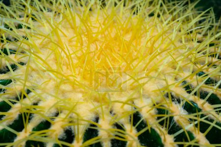 Goldener Fasskaktus, goldener Ball (Echinocactus grusonii), Nahaufnahme eines Kaktus mit gelben Dornen aus einer botanischen Sammlung