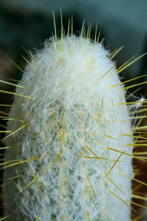 Oreocereus sp. - frostresistenter Kaktus mit flauschigen Dornen in der botanischen Sammlung