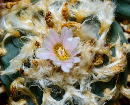 Lophophora williamsii - cactus floreciendo con una flor rosa en la colección de primavera