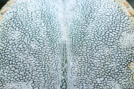 Téléchargez les photos : Vue latérale, Gros plan sur Astrophytum cactus avec de petits points sur la tige dans la collection botanique - en image libre de droit